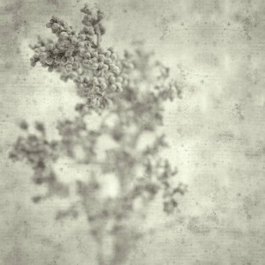 Eski Kağıt arka plan Artemisia ramosa ile dokulu, Pelin, Gran Canaria ve Tenerife için endemik dallı