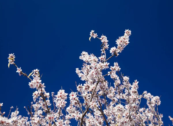 Beautiful Background Flowering Almonds Gran Canaria January — Stock Photo, Image