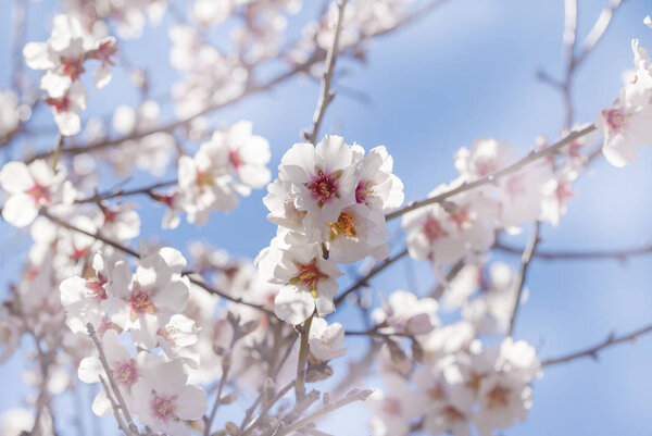 beautiful background of flowering almonds, Gran Canaria, January
