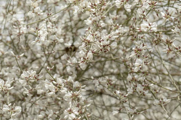 Flora Van Gran Canaria Retama Rhodorhizoides Endemisch Naar Canarische Eilanden — Stockfoto