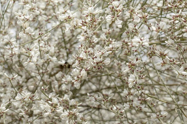 Flore Gran Canaria Retama Rhodorhizoides Endémique Aux Îles Canaries — Photo