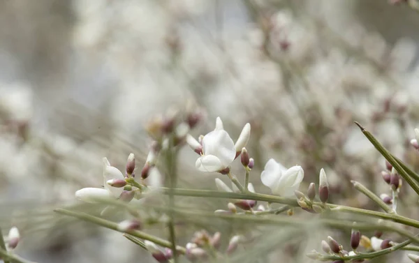 카나리아 Retama Rhodorhizoides 카나리아 제도에 발병의 — 스톡 사진