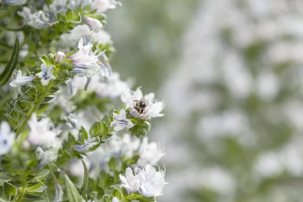 Gran Canaria Echium Decaisnei Decaisnei Gran Canaria Beyaz Bugloss Florası — Stok fotoğraf