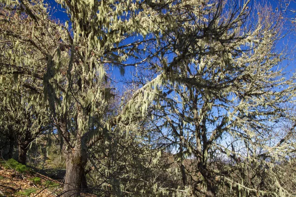 Flora Van Gran Canaria Tamme Kastanje Winter Takken Bedekt Met — Stockfoto