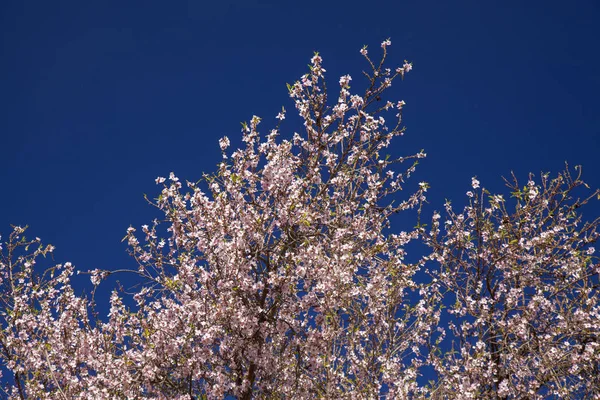 Vacker Bakgrund Blommande Mandel Gran Canaria Januari — Stockfoto