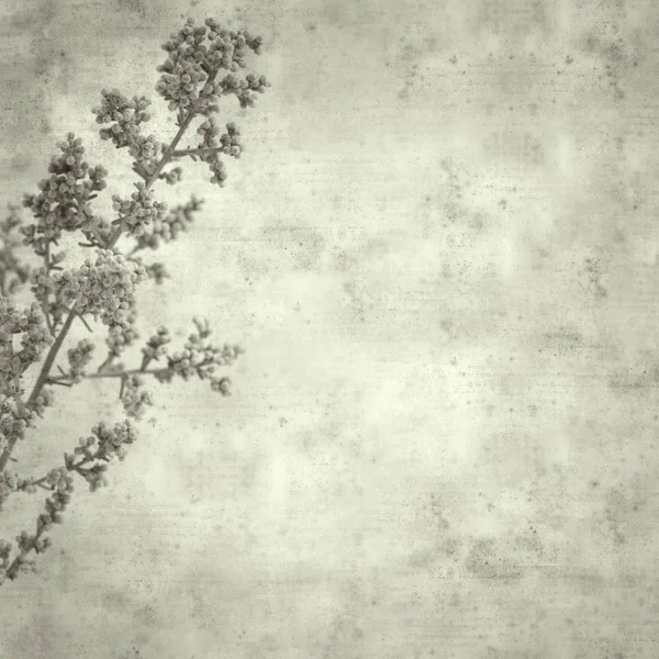 Teksturowane Stary Tło Artemisia Ramosa Rozgałęzione Piołun Endemiczny Dla Wyspy — Zdjęcie stockowe