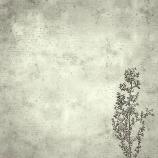 Teksturowane Stary Tło Artemisia Ramosa Rozgałęzione Piołun Endemiczny Dla Wyspy — Zdjęcie stockowe