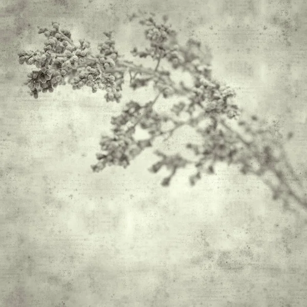 Texturou Staré Papírové Pozadí Artemisia Ramosa Rozvětvené Pelyňku Endemický Gran — Stock fotografie