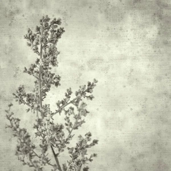 Eski Kağıt Arka Plan Artemisia Ramosa Ile Dokulu Pelin Gran — Stok fotoğraf