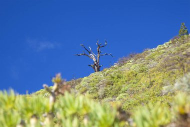 Gran Canaria, Ocak, taze yeşil bitkiler görünmesi kış yağmurdan sonra ölü çam, bir yol işaretleri btween Barranco de Guayadeque ve Santa Lucia de Tirajana