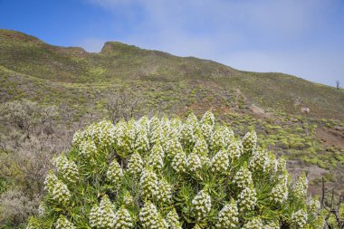 Flora Gran Canaria, Ocak ayında çiçeklenme Echium decaisnei