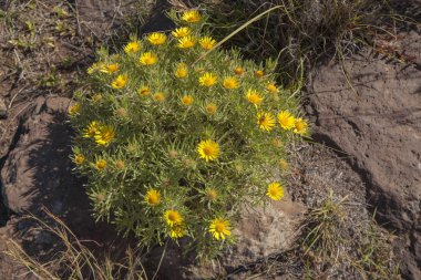 Flora Gran Canaria, Ocak ayında çiçeklenme Asteriscus graveolens