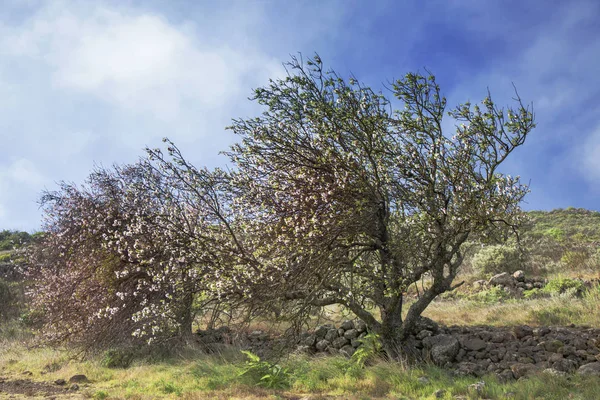 Gran Canaria Januari Amandelen Bloei Arround Barranco Guayadeque — Stockfoto