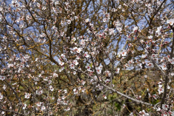 美丽的自然花卉背景开花杏仁 大加那利岛 — 图库照片