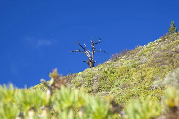 Gran Canaria Enero Plantas Verdes Frescas Que Aparecen Después Las — Foto de Stock