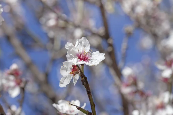美丽的自然花卉背景开花杏树 — 图库照片
