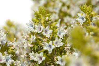 Flora Gran Canaria, Ocak ayında çiçeklenme Echium decaisnei