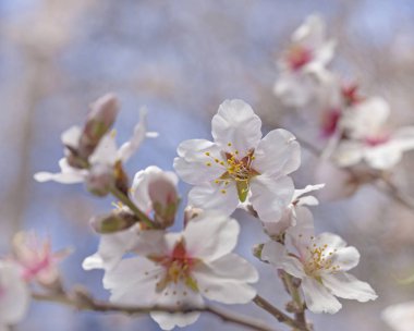 Flora Gran Canaria, Ocak ayında çiçeklenme Echium decaisnei
