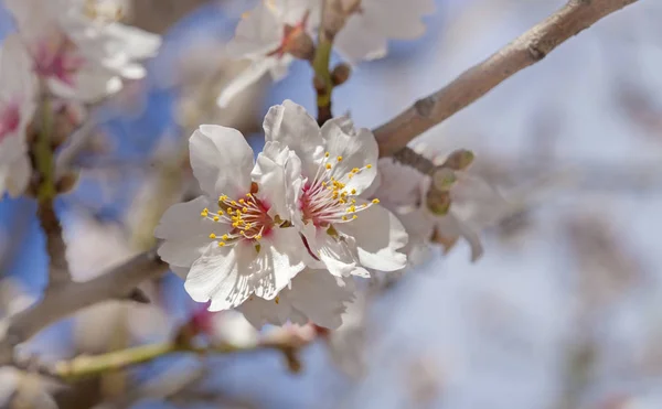 Красивий Природний Квітковий Фон Квітучих Мигдальних Дерев — стокове фото