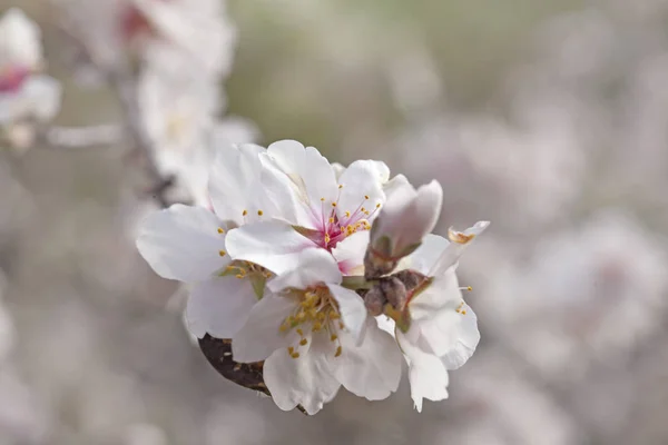 Beau Fond Floral Naturel Amandiers Fleurs — Photo