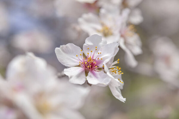 beautiful natural floral background of flowering almond trees