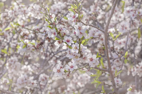 Beautiful Natural Floral Background Flowering Almond Trees — Stock Photo, Image