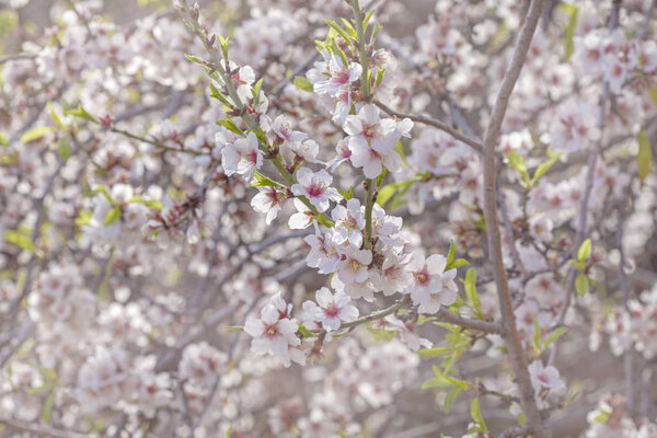 beautiful natural floral background of flowering almond trees