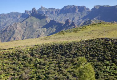 Gran Canaria, Şubat, rezervuar içmeyi dik yamaç aşağı gidiş koyun sürüsü 