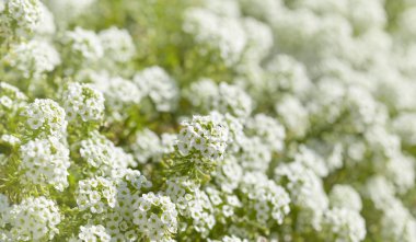 Lobularia maritima, doğal makro arka plan beyaz çiçekler