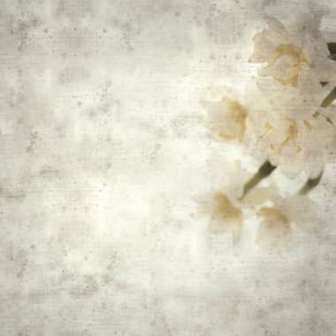 şık eski Kağıt arka plan, kare paperwhite nergis ile dokulu