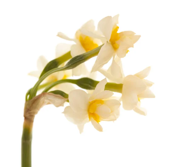 Robotskapade Stubbar Gran Canaria Narcissus Tazetta Paperwhite Narcissus Isolerad Vit — Stockfoto