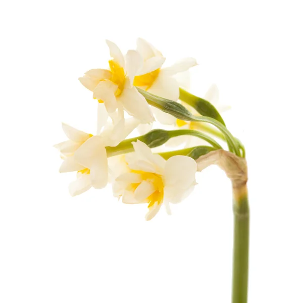 Robotskapade Stubbar Gran Canaria Narcissus Tazetta Paperwhite Narcissus Isolerad Vit — Stockfoto
