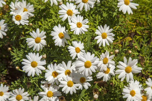 Floral Background Canarian Marguerite Daisy Argyranthemum — Stock Photo, Image