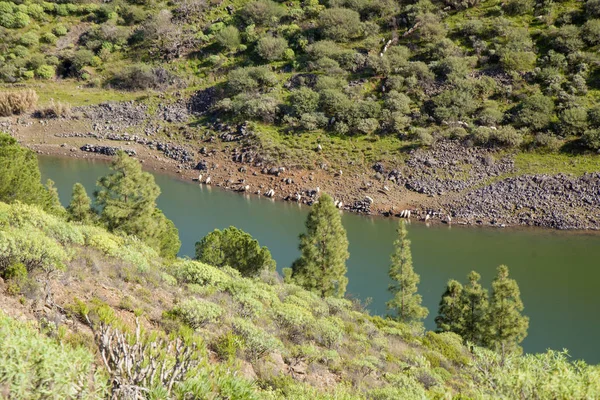 Gran Canaria Février Troupeau Moutons Descendant Une Pente Raide Pour — Photo