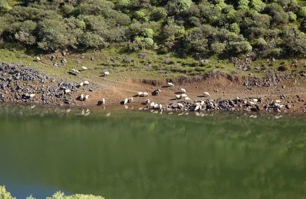 Gran Canaria February Flock Sheep Going Steep Slope Drink Reservoir — Stock Photo, Image