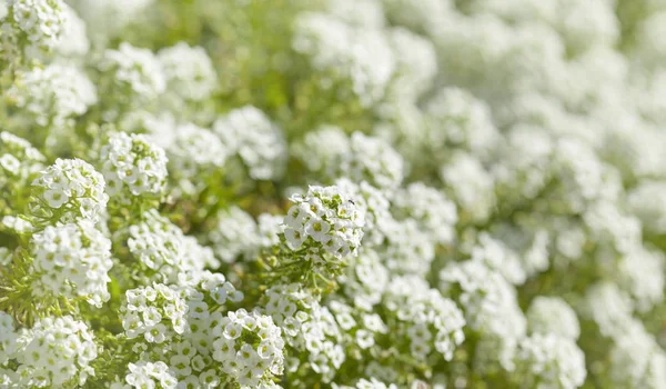 Białe Kwiaty Lobularia Maritima Podłoże Naturalne Makro — Zdjęcie stockowe