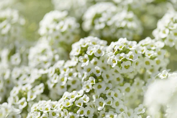 Bílé Květy Lobularia Maritima Přírodní Makro Pozadí — Stock fotografie