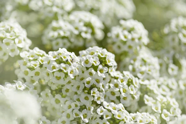 Weiße Blüten Von Lobularia Maritima Natürlicher Makrohintergrund — Stockfoto