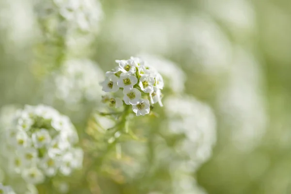 Bílé Květinové Makro Pozadí — Stock fotografie