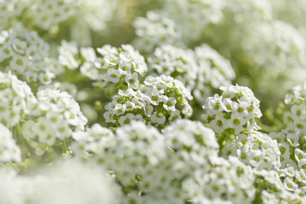 Bílé Květy Lobularia Maritima Přírodní Makro Pozadí — Stock fotografie