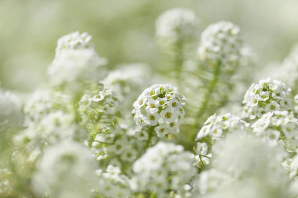 Weiße Blüten Von Lobularia Maritima Natürlicher Makrohintergrund — Stockfoto