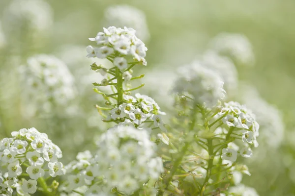 Bílé Květy Lobularia Maritima Přírodní Makro Pozadí — Stock fotografie