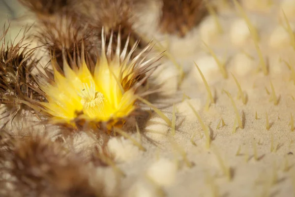 Amarillo Ferocactus Floración Fondo Floral Natural — Foto de Stock