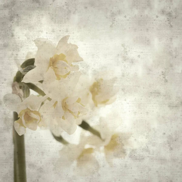 Textured Stylish Old Paper Background Square Paperwhite Narcissus — Stock Photo, Image