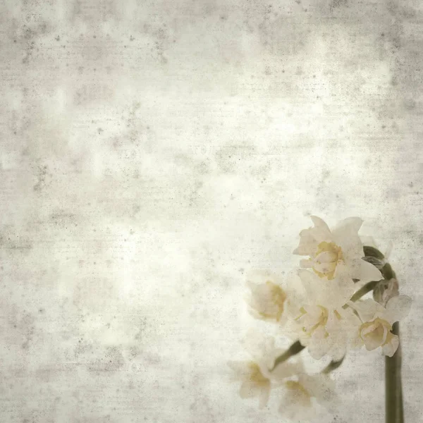 Texturerat Eleganta Gamla Papper Bakgrund Fyrkantig Med Paperwhite Narcissus — Stockfoto