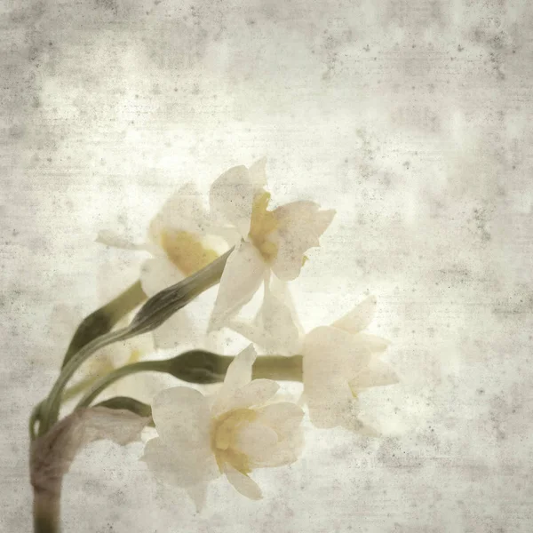 Textured Stylish Old Paper Background Square Paperwhite Narcissus — Stock Photo, Image