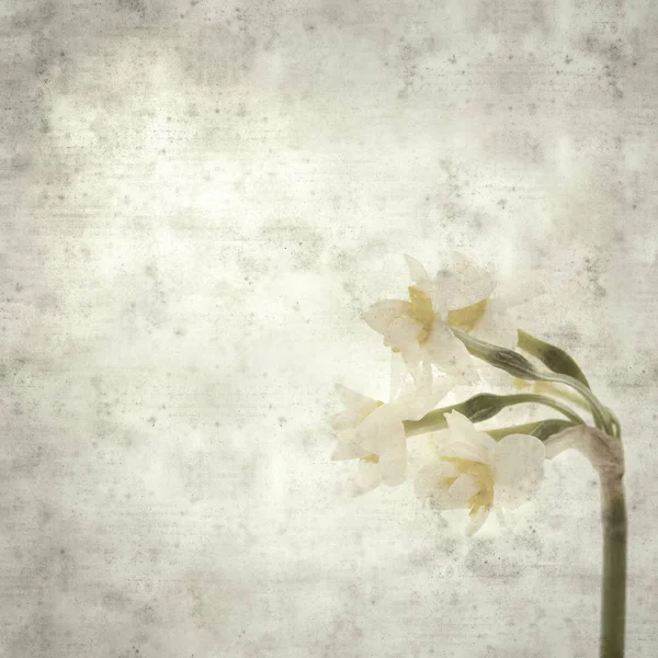 Textured Stylish Old Paper Background Square Paperwhite Narcissus — Stock Photo, Image