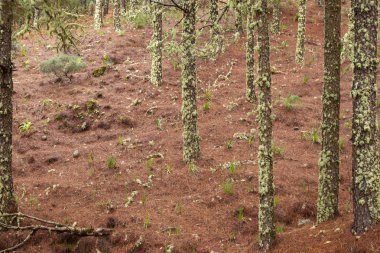 Gran Canaria, Şubat