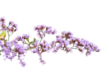 Gran Canaria - Limonium florası