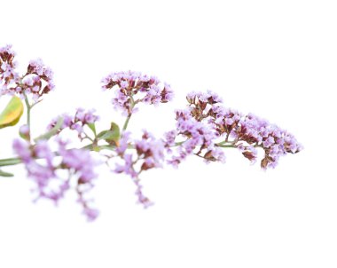 Gran Canaria - Limonium florası
